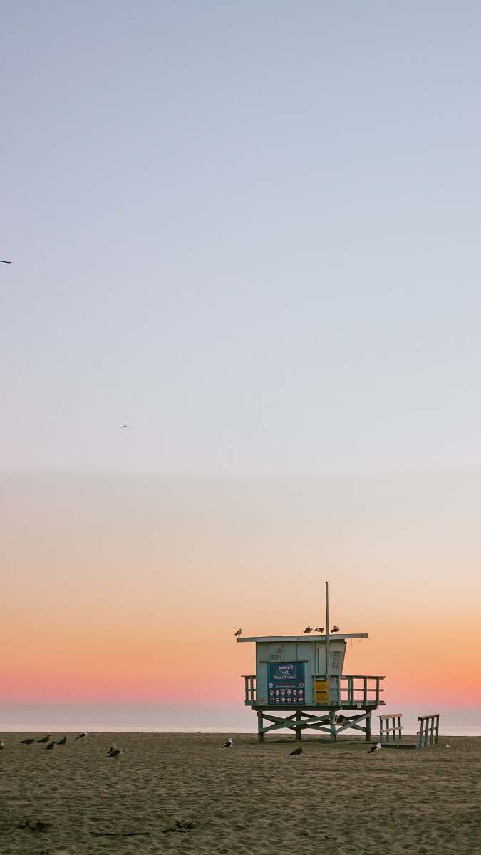 venice beach several birds on beach shore under blue sky los angeles